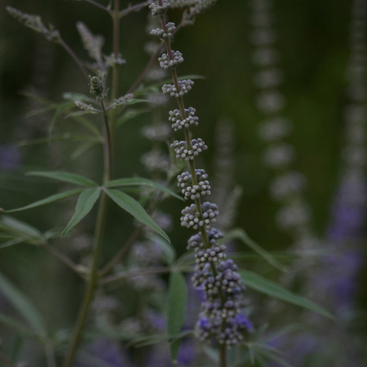 Plant Pattern Purple & Green