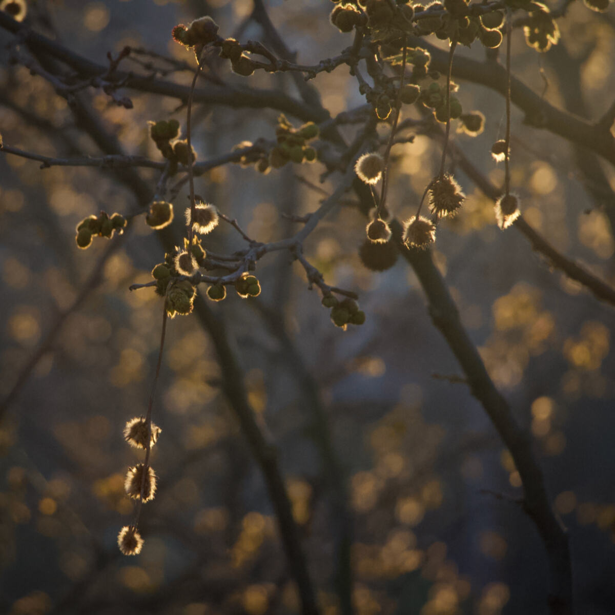 Autumn Chenar Light Gold