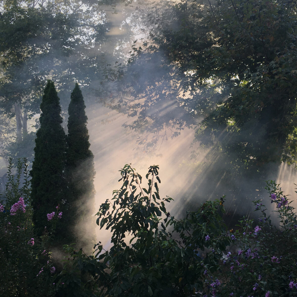 Garden Mist Light Rays