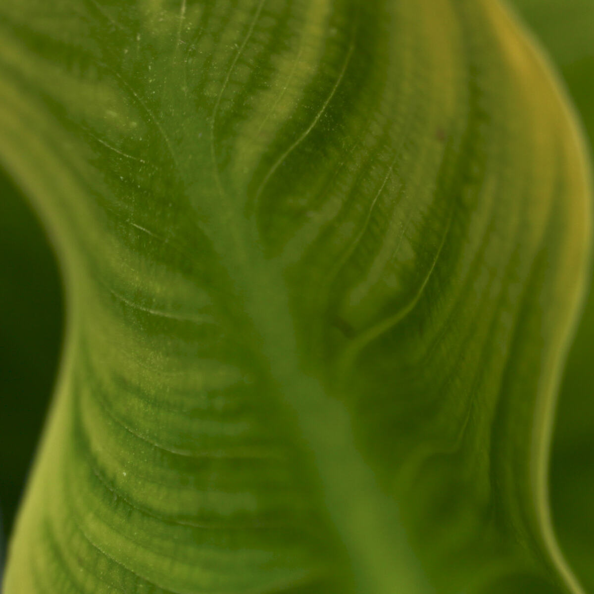 Leaf Wave Green