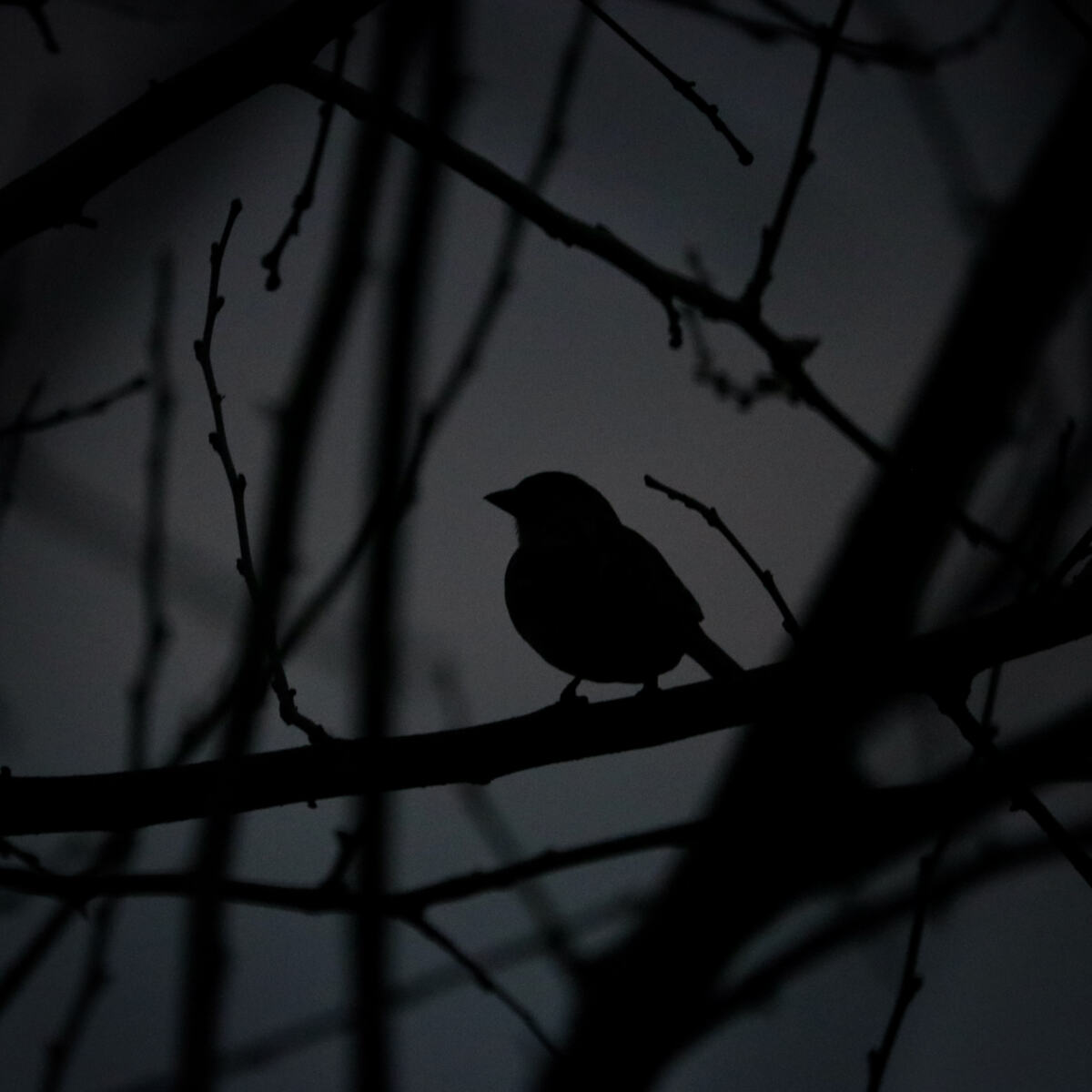 Ashi Mashi Silhouette