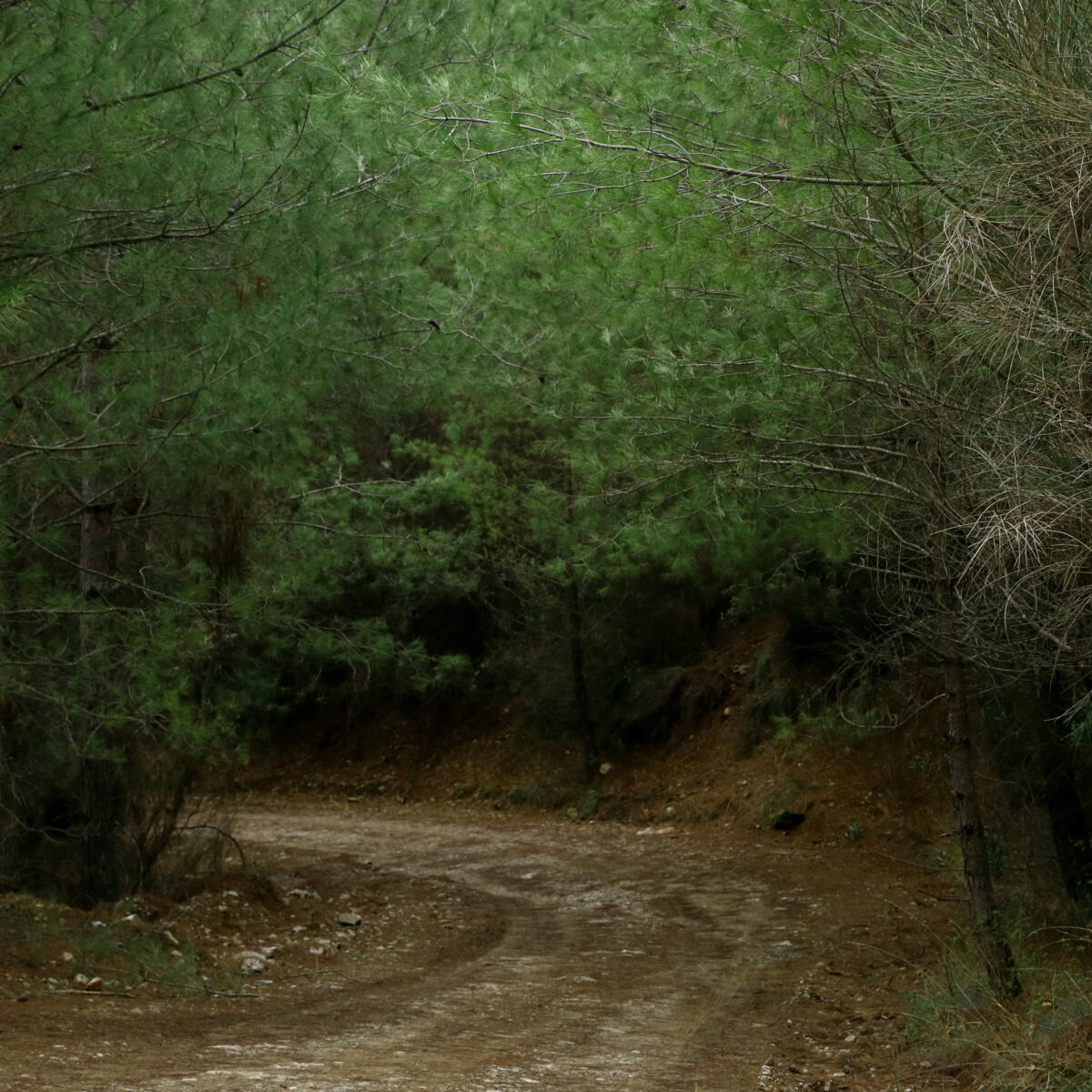 Pathway Forest