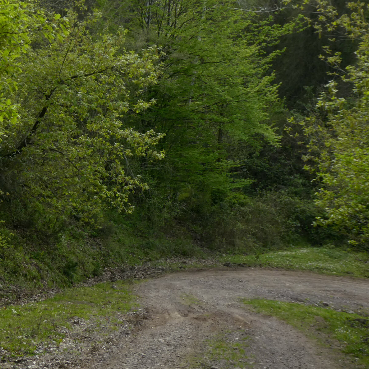 Forest Path