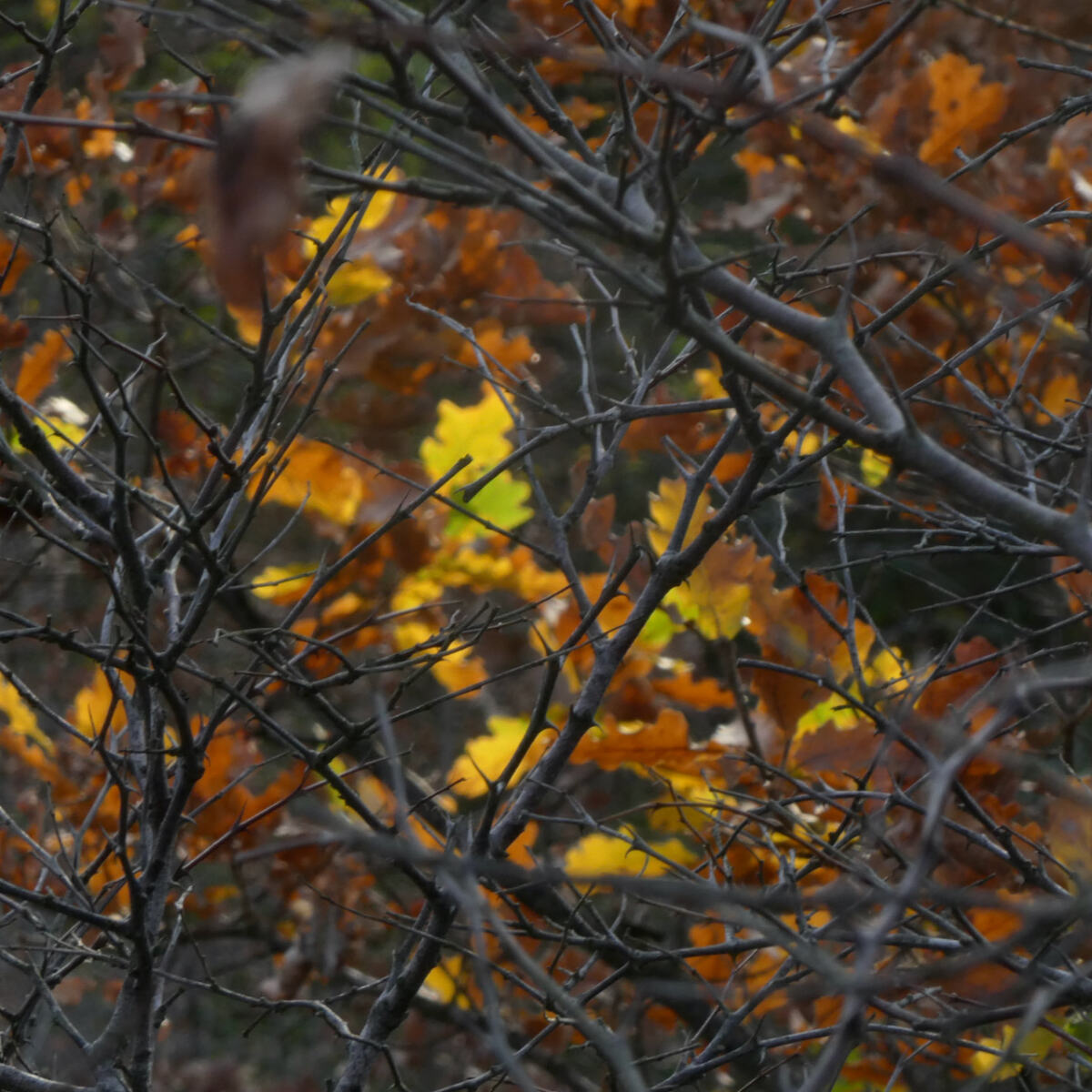 Autumn Leaves