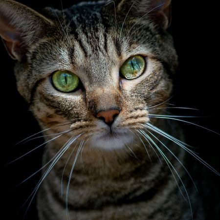 Cat Art Project
