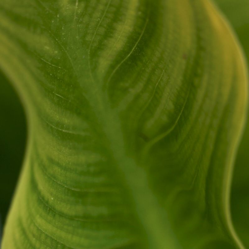 Leaf Wave Green
