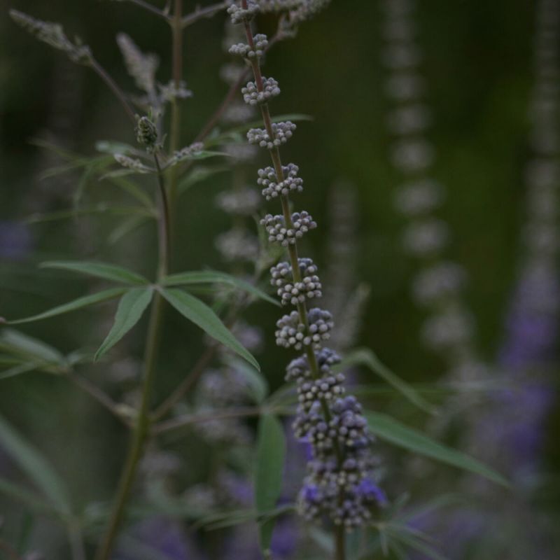 Plant Pattern Purple & Green