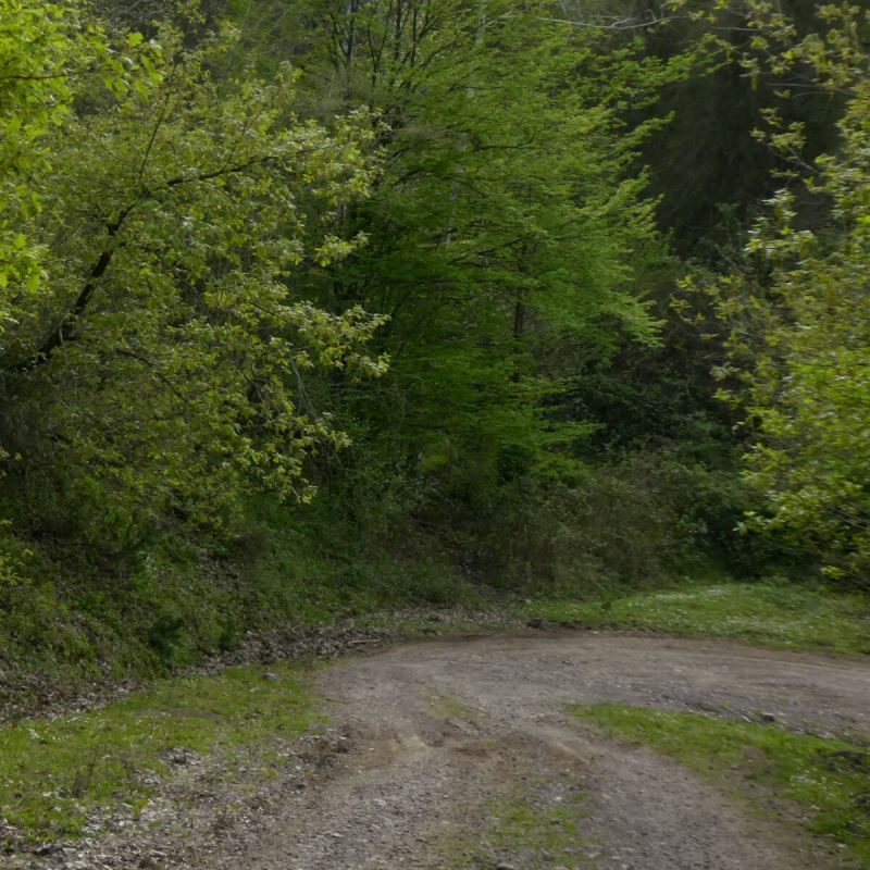 Forest Path